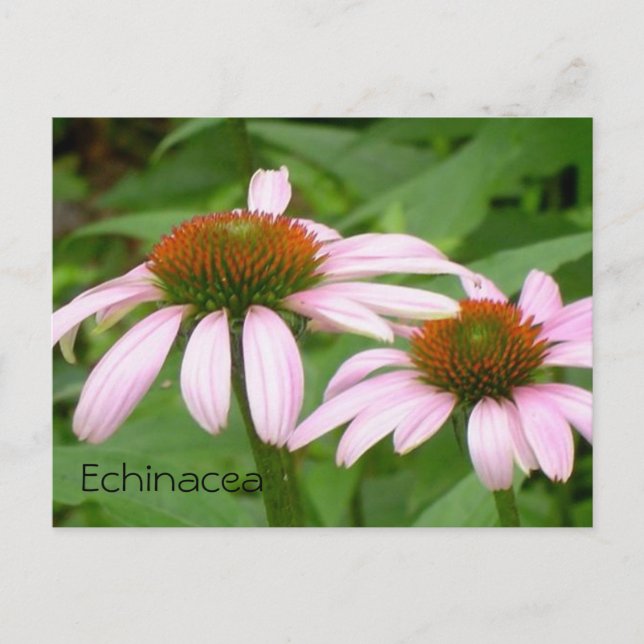 Echinacea Botanische Rosa Blume Flora Postkarte (Vorderseite)