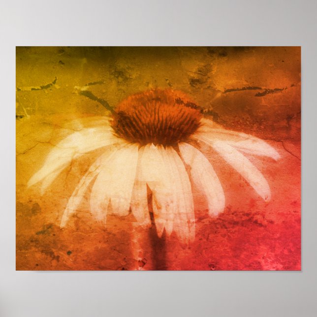 Echinacea Coneflower Daisy Abstrakt Grunge Poster (Vorne)