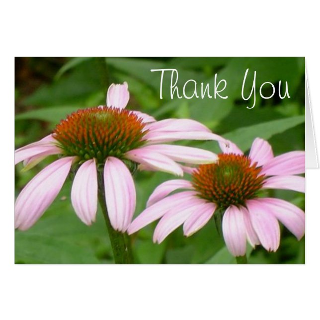 Echinacea-danken rosa Gänseblümchen-Blume Ihnen (Vorderseite (Horizontal))