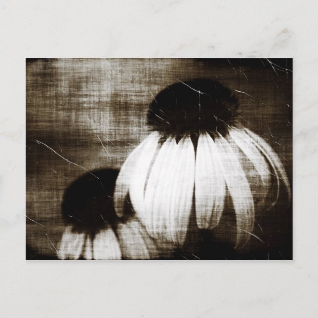 Echinacea Dark Dreams Postkarte (Vorderseite)