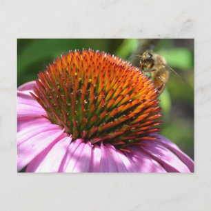 Echinacea Inspiration Postcard Postkarte