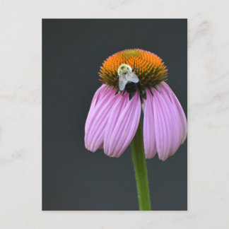 Echinacea lila Glockenblume Postkarte