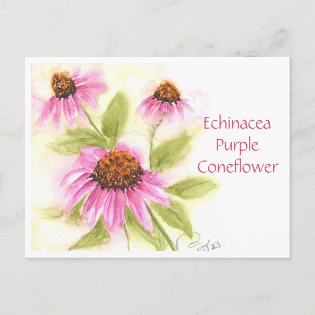 Echinacea Lila Verdickungskarte Postkarte (Vorderseite)