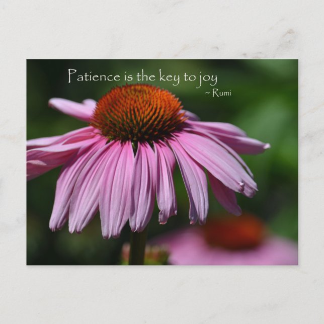 Echinacea mit Zitat zur Geduld Postkarte (Vorderseite)