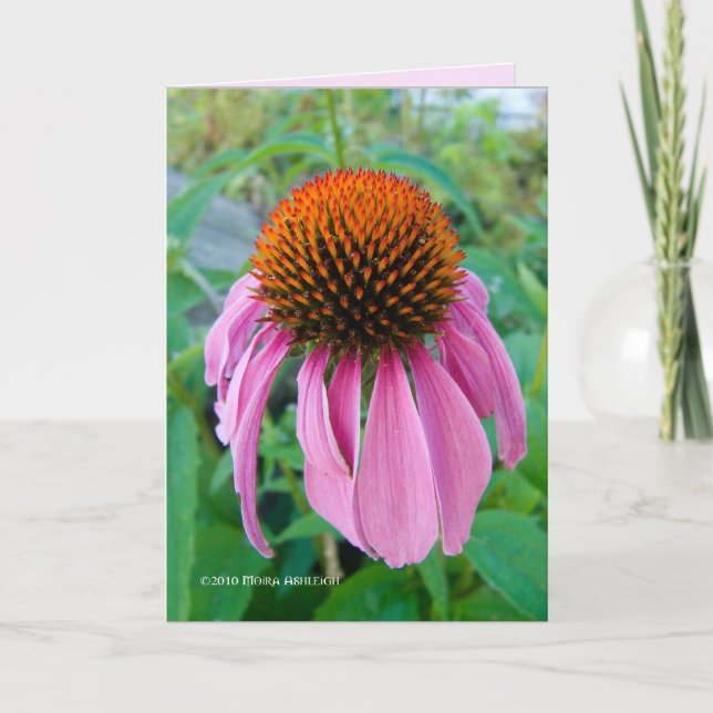 Echinacea Pink Karte (Vorderseite)