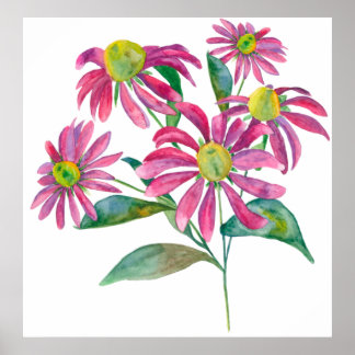 Echinacea Poster