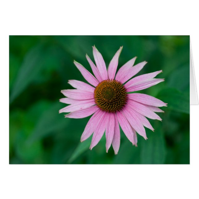 Echinacea purpurea (Vorderseite (Horizontal))