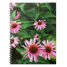 Echinacea Purpurea, Lila Blumenkohl