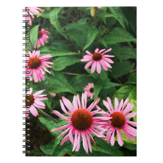 Echinacea Purpurea, Lila Blumenkohl Notizblock (Vorderseite)