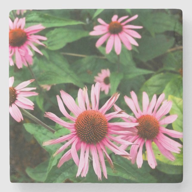 Echinacea Purpurea, Lila Blumenkohl Steinuntersetzer (Vorderseite)