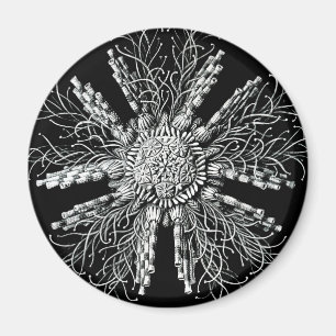 Echinidea Magnet