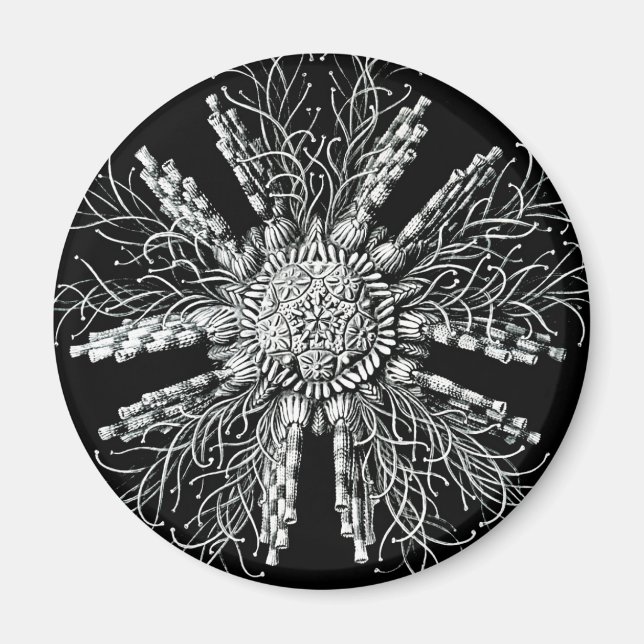 Echinidea Magnet (Vorne)