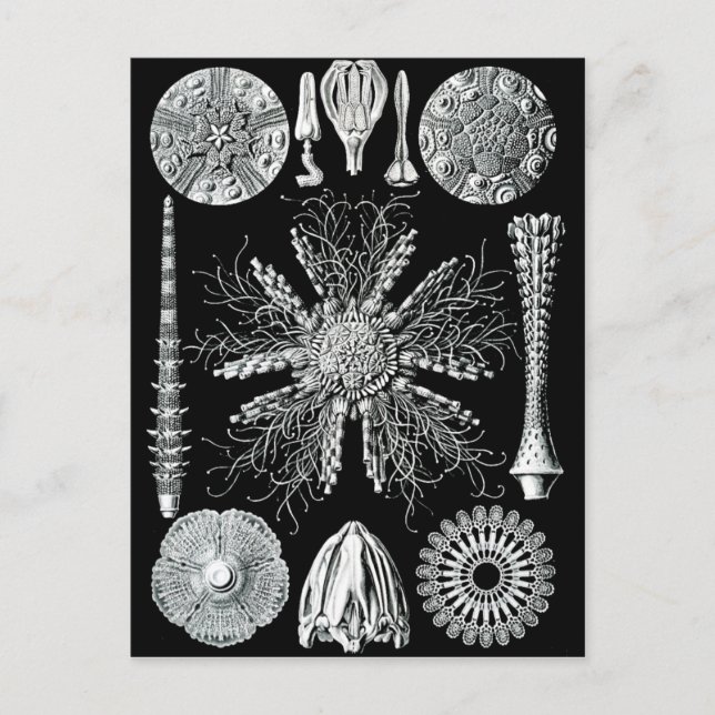 Echinidea Postkarte (Vorderseite)