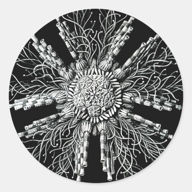 Echinidea Sticker (Vorderseite)