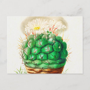 Echinocactus Kaktus vintage illustriert Postkarte