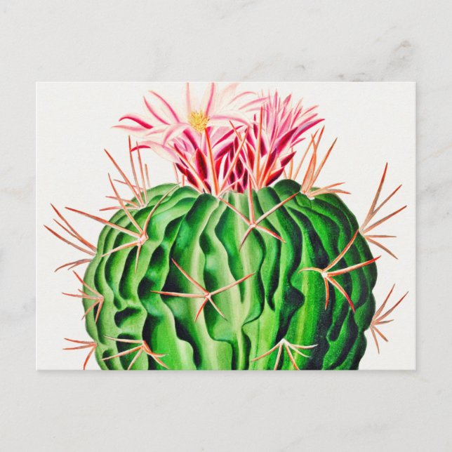 Echinocactus Pentacanthus Cactus Vintag Postkarte (Vorderseite)