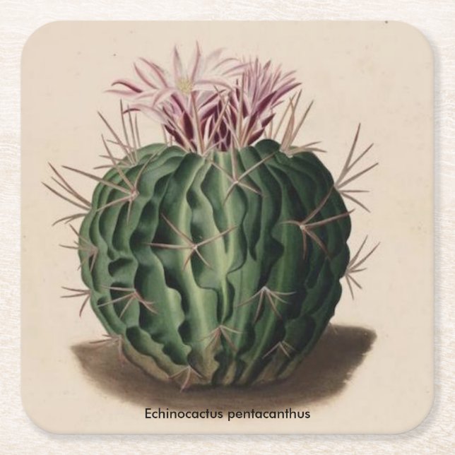Echinocactus pentacanthus Kaktus-Untersetzer Rechteckiger Pappuntersetzer (Vorderseite)