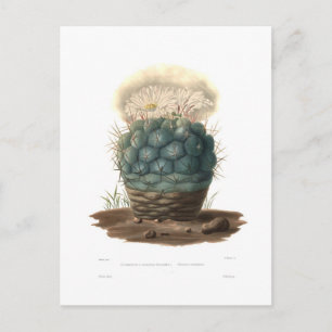 Echinocactus Postkarte