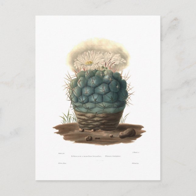 Echinocactus Postkarte (Vorderseite)