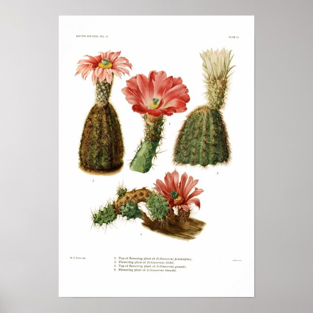 Echinocereus Poster (Vorne)