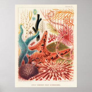 Echinodermes, Grande barrière de corail poster d'a