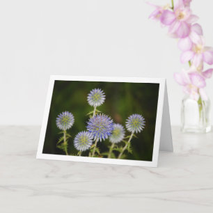 Echinops Sphaerocephalus, Drüsen-Kugeldistel Karte