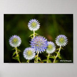 Echinops Sphaerocephalus, Drüsen-Kugeldisteln Poster