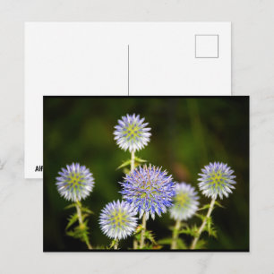 Echinops Sphaerocephalus, Drüsen-Kugeldisteln Postkarte
