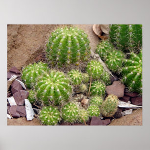 Echinopsis Bruchii Plakat