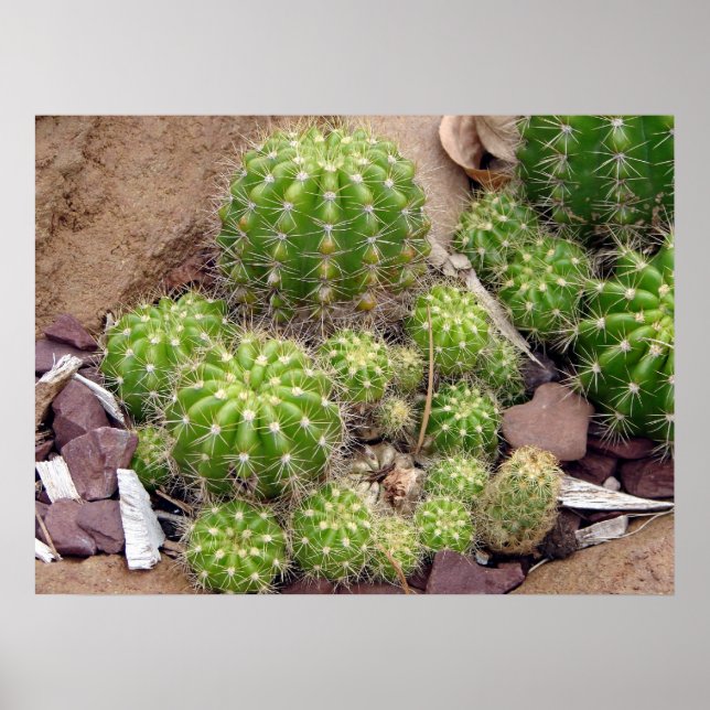 Echinopsis Bruchii Poster (Vorne)