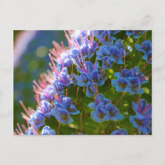 Echium Candicans Postkarte