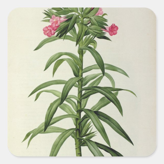 Echium Grandiflorum Quadratischer Aufkleber (Vorderseite)