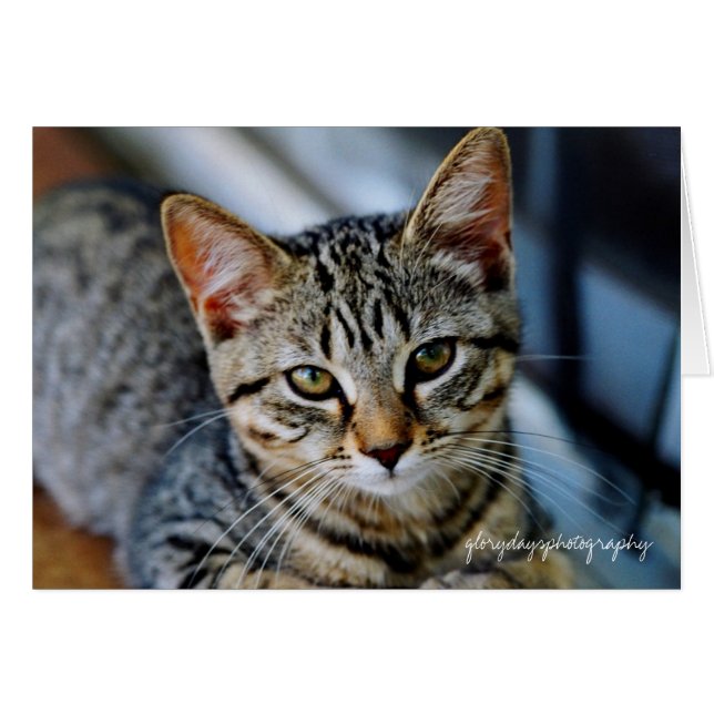 Echo, Glorydaysphotographie (Vorderseite (Horizontal))