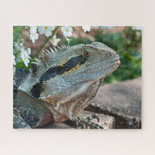 Echse Reptil Östliche Wasserdrache