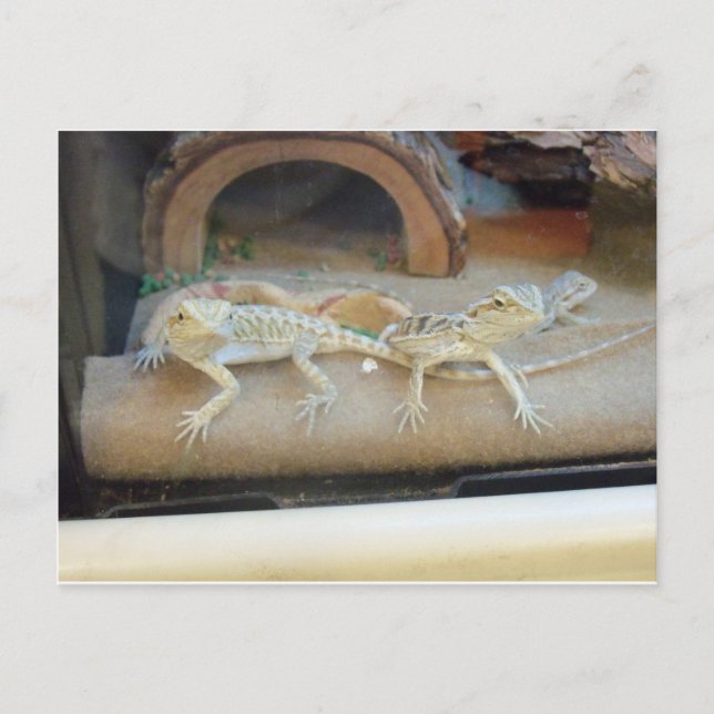 Echsen aus der Zoohandlung Postkarte (Vorderseite)