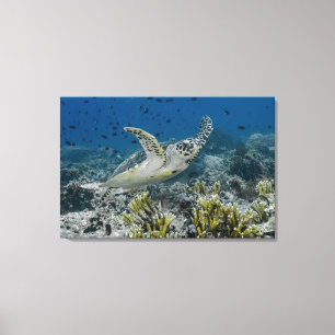 Echte Karettschildkröte Schwimmen Leinwanddruck