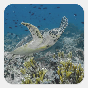 Echte Karettschildkröte Schwimmen Quadratischer Aufkleber