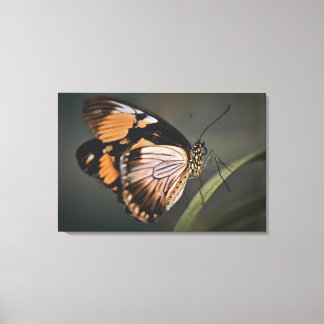 echte Schmetterlingswandkunst, Schmetterling, Schm Leinwanddruck