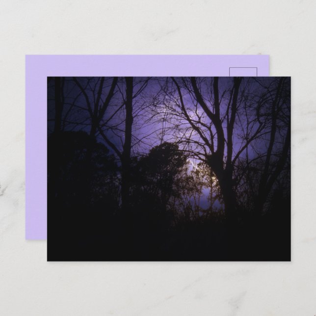Éclairage dans les arbres Carte postale (Devant / Derrière)