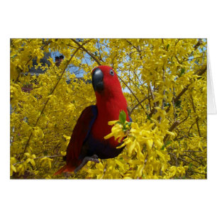 Eclectus en jaune -- Grand