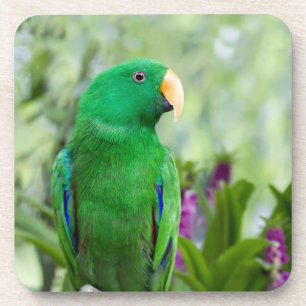 Eclectus Papageien-Mann Getränkeuntersetzer