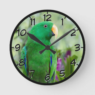 Eclectus Papageien-Mann Runde Wanduhr