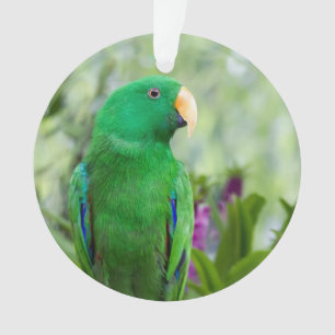 Eclectus Parrot Homme