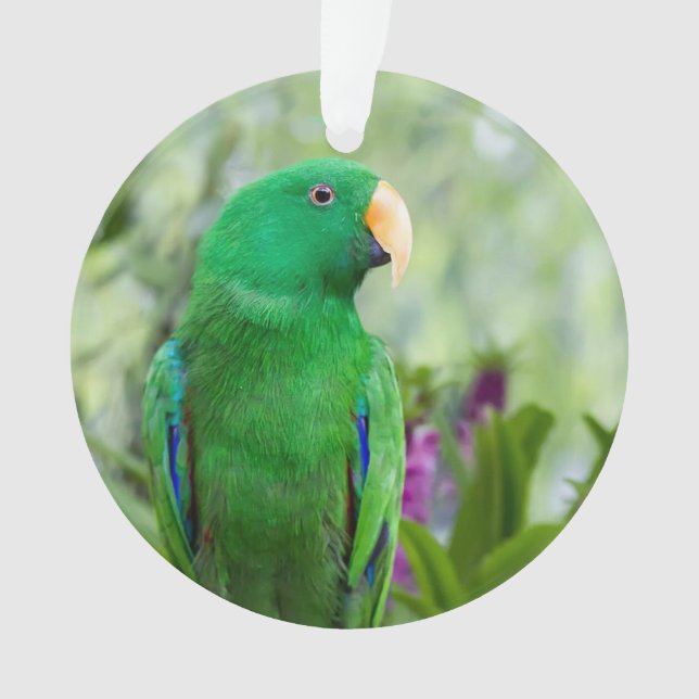 Eclectus Parrot Homme (devant)