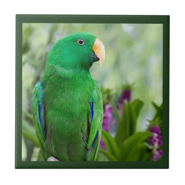 Eclectus Parrot Male Fliese (Vorderseite)