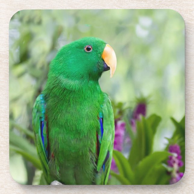 Eclectus Parrot Male Getränkeuntersetzer (Vorderseite)