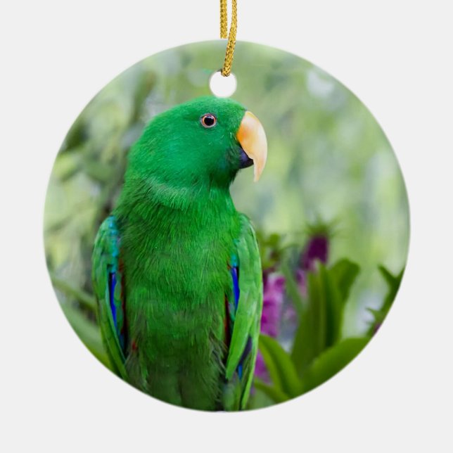 Eclectus Parrot Male Keramik Ornament (Vorne)