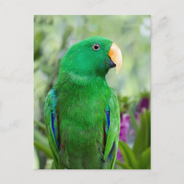 Eclectus Parrot Male Postkarte (Vorderseite)
