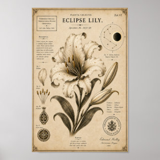 Eclipse-Lilie Victorianisches Botanisches Museum D Poster