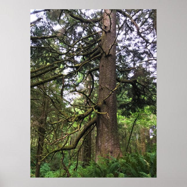 Ecola State Park, Cannon Beach Poster (Vorne)